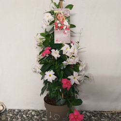 Dipladenia Trio Piramidal