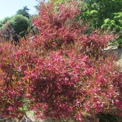 Dodonaea Viscosa Purpurea