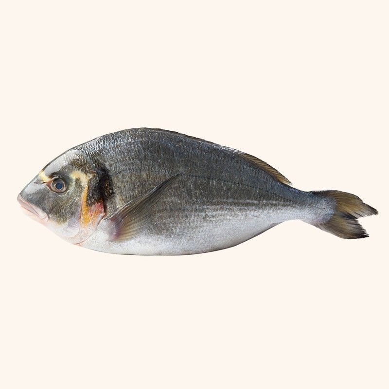 Dorada Salvaje. 1.200kg