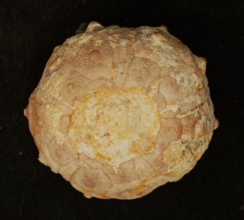 Dorocidaris taouzensis