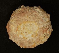 Dorocidaris taouzensis