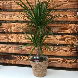 Dracaena Marginata en macetero para regalar