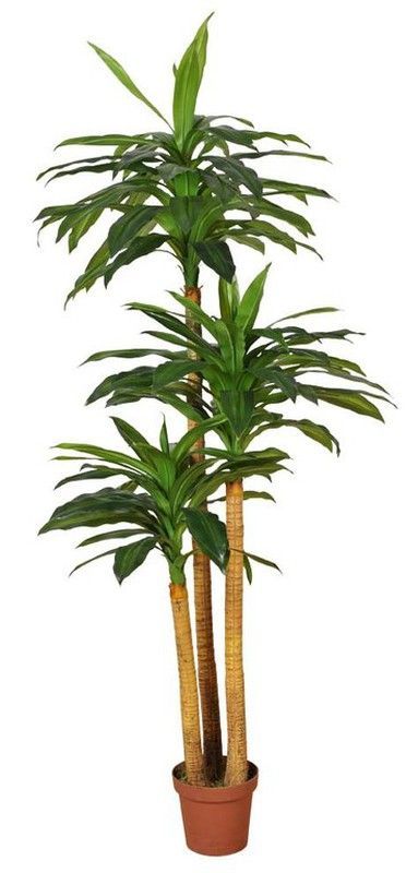 Dracena artificial tacto natural