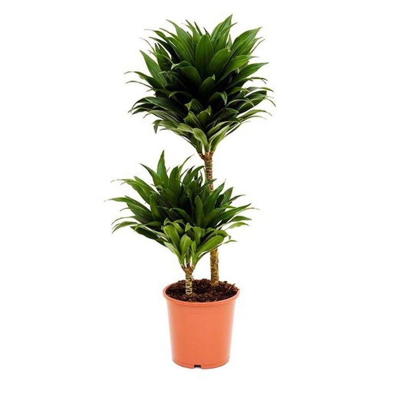 Dracena compacta m-20 toncos de  90-60-30 cm