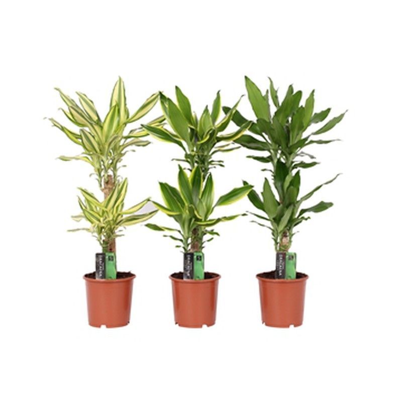Dracena fragans mix   c-17 / 80 cm altura