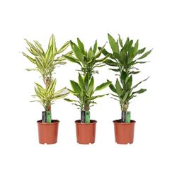 Dracena fragans mix   c-17 / 80 cm altura