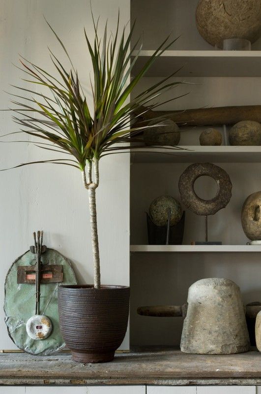 Dracena marginata mix m17 / 080 cm altura