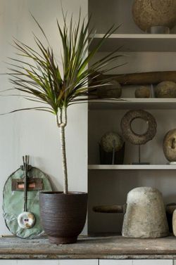 Dracena marginata mix m17 / 080 cm altura