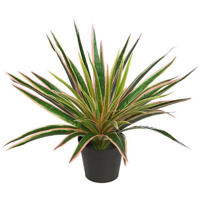 Dracena Marginata tricolor 35cm