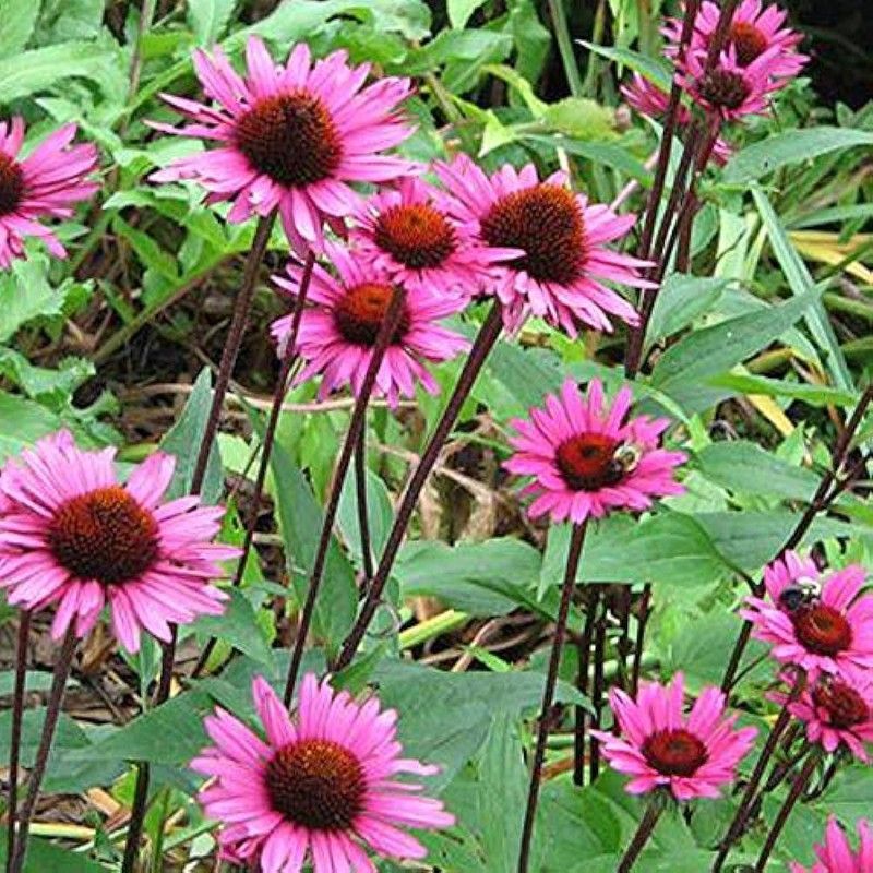 Echinacea Purpurea Bio