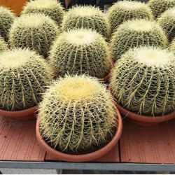 Echinocactus Grusonii