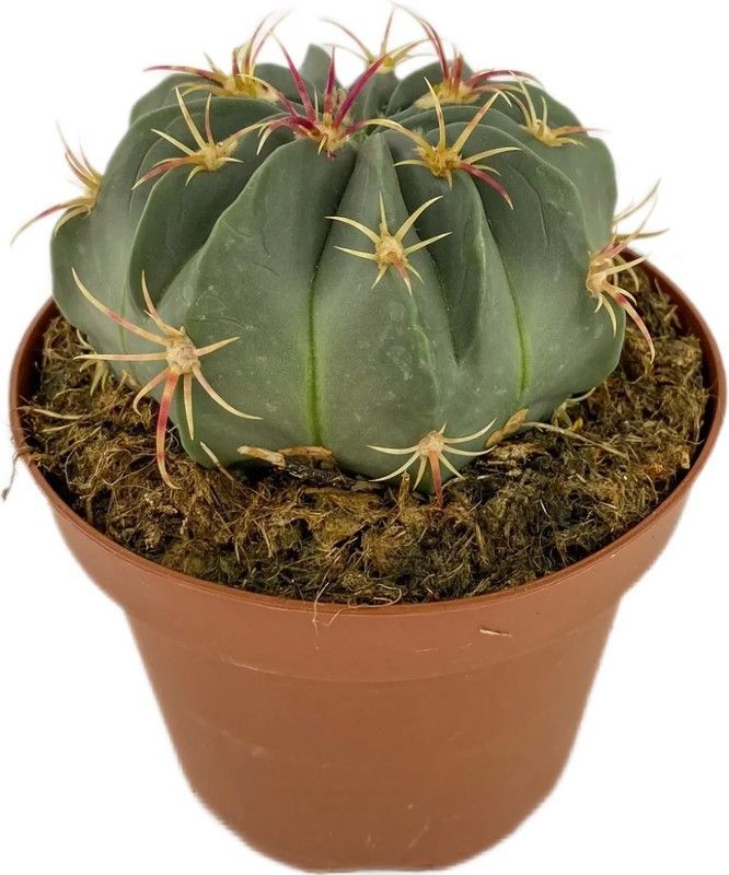 Echinocactus Texensis