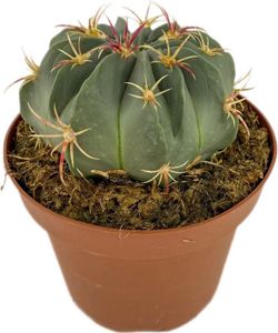 Echinocactus Texensis