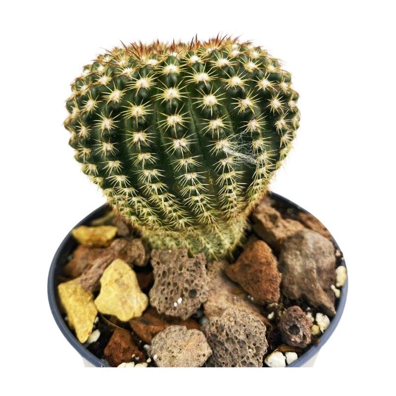Echinocereus Reichenbachii