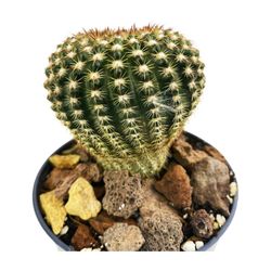 Echinocereus Reichenbachii