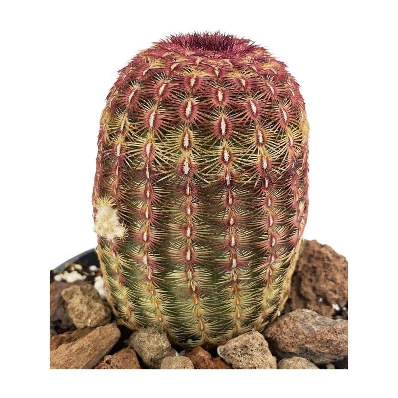 Echinocereus Rigidissimus Rubispinus
