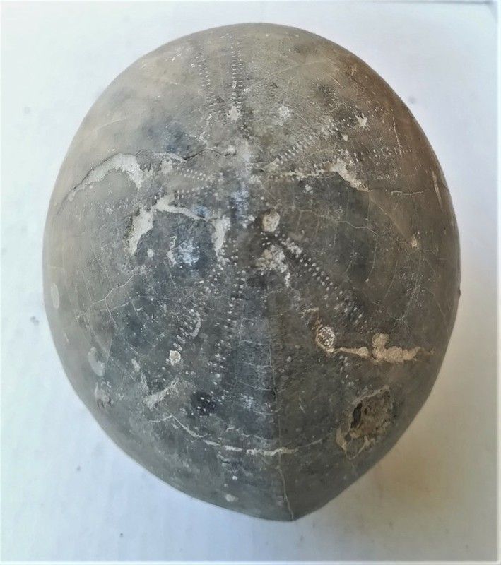 Echinocorys subglobosa