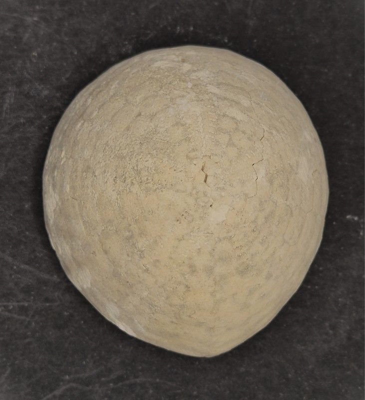 Echinocorys sulcatus