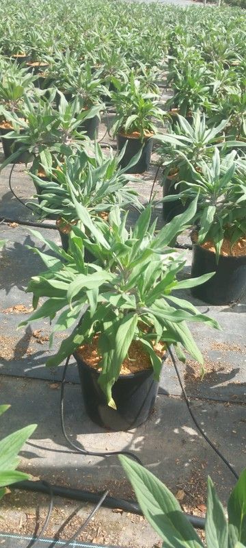 ECHIUM FASTUOSUM