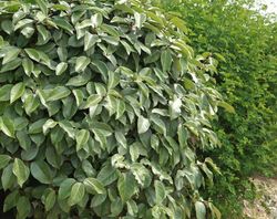 Elaeagnus x ebbingei Compacta