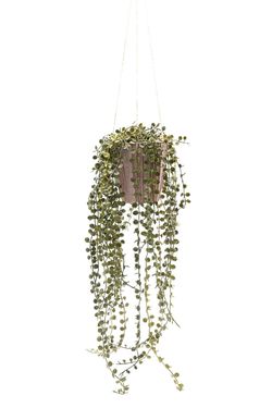 Elegante Peperomia Prostrata colgante artificial