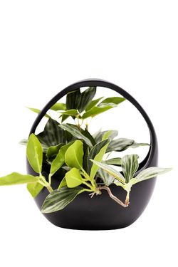 Elegante Peperomia Puteolata artificial