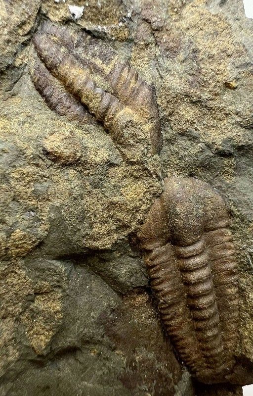 Ellipsocephalus hoffi dos individuos en matriz