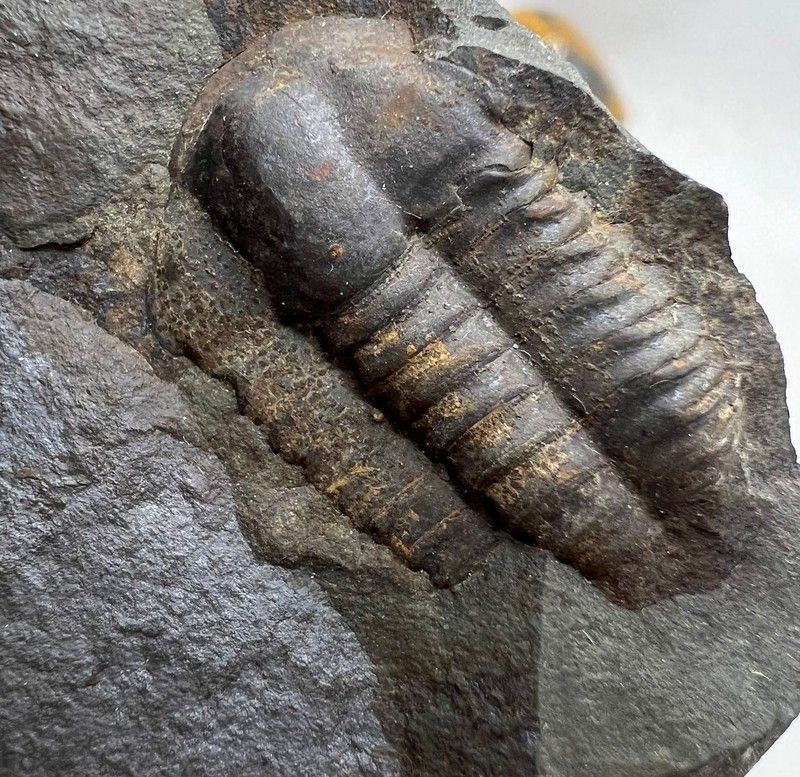 Ellipsocephalus hoffi en matriz