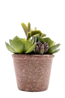 Encantadora composición de suculentas artificiales