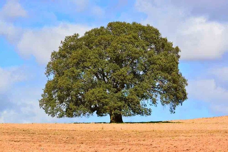 Encina, carrasca, encina de hoja estrecha. Quercus ilex