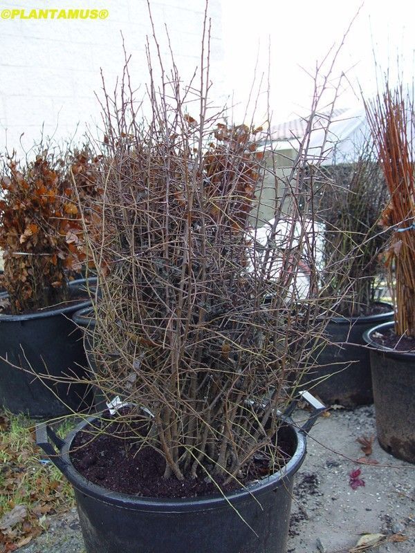 Endrino, árbol del pacharán