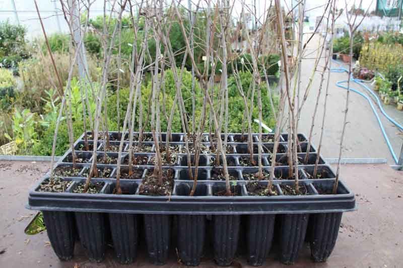 Endrino, Prunus spinosa en alveolo forestal