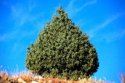 Enebro común, Juniperus communis