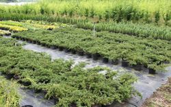 Enebro rastrero verde, Juniperus communis 'Repanda'