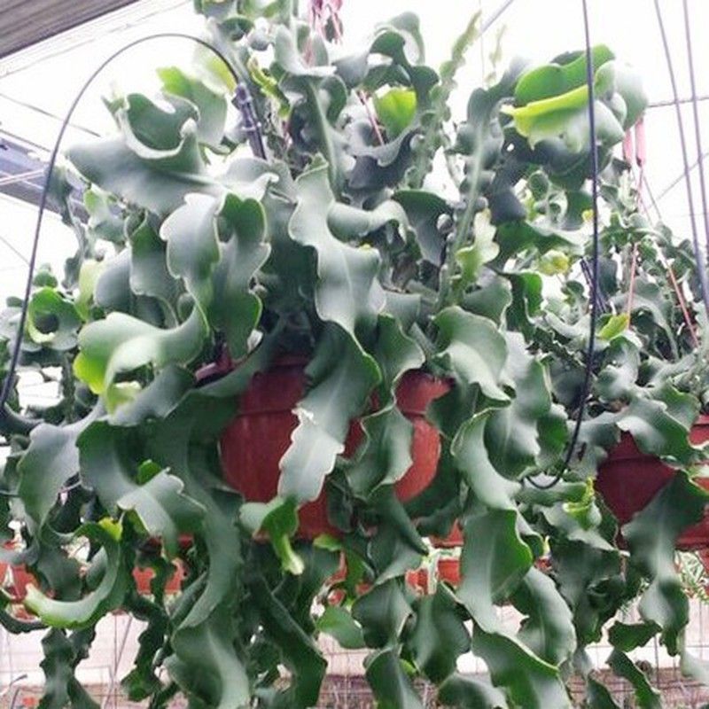 Epiphyllum Guatemala Monstruosa