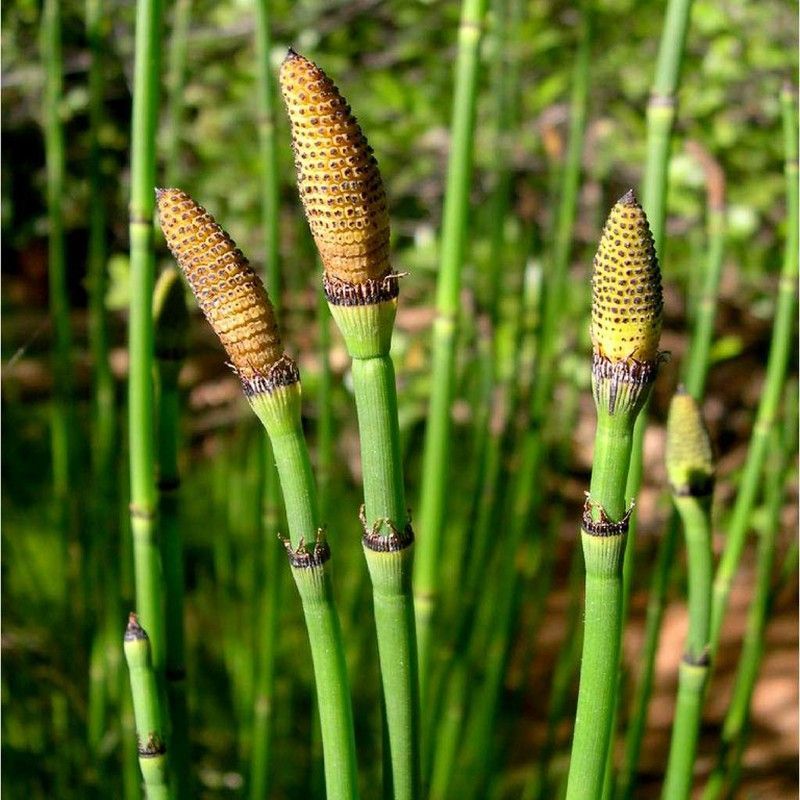 Equisetum Hyemale