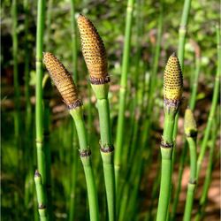 Equisetum Hyemale