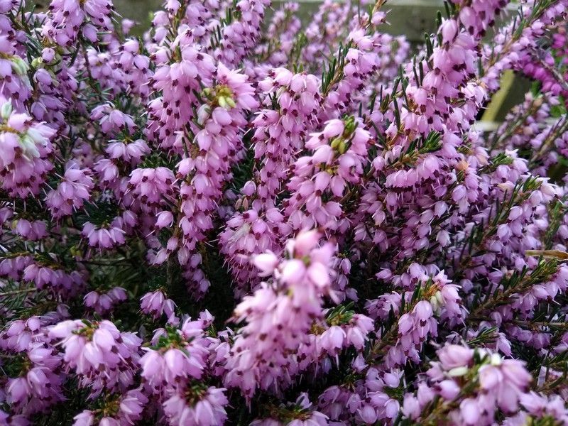 Erica darleyensis "Darley dale", brezo