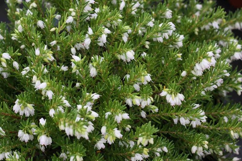 Erica darleyensis "White perfection", brezos
