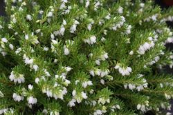 Erica darleyensis "White perfection", brezos