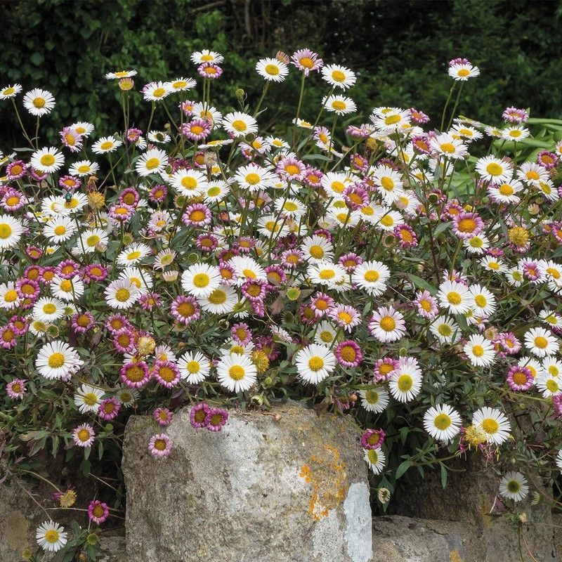Erigeron karvinskianus Caja 6 uds.