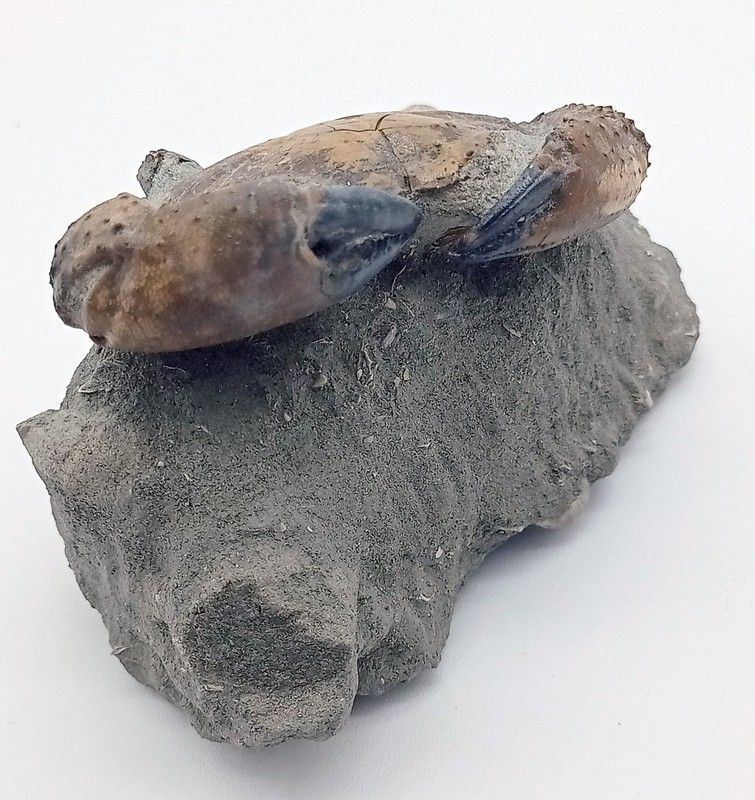 Eriphia cocchii (Fosil Cangrejo)