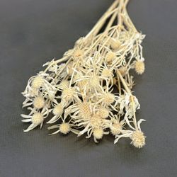 Eryngium Preservado 10 tallos