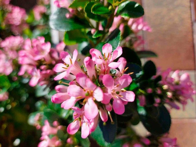 Escallonia laevis Pink elle