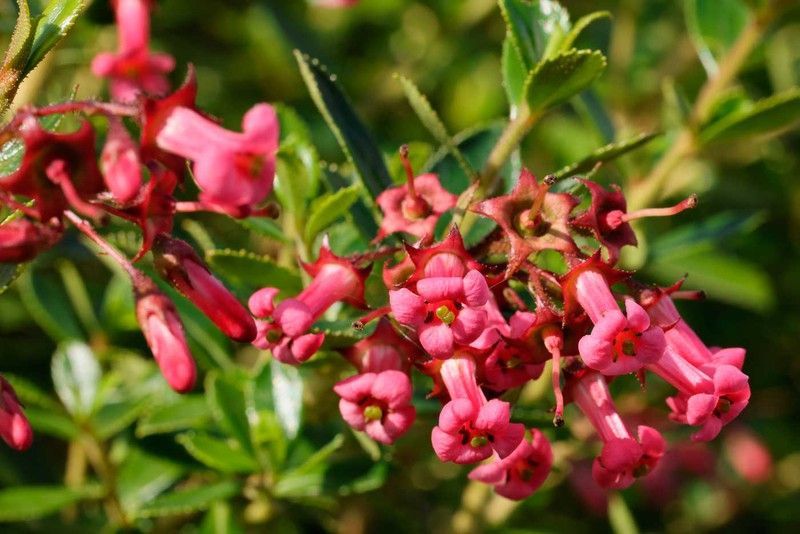 Escallonia Red dream