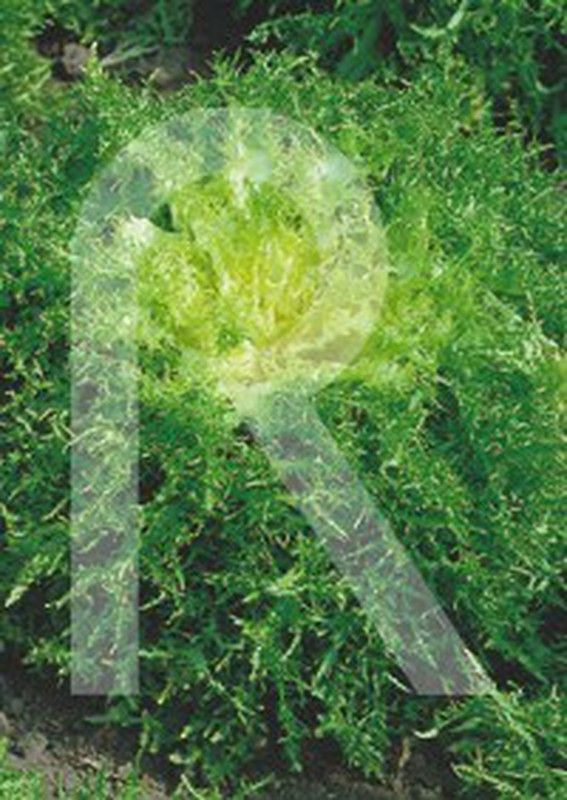 Escarola rizada cabello de angel