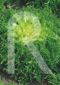 Escarola rizada cabello de angel