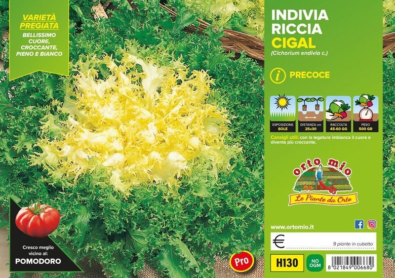 Escarola Rizada Corazon Oro Cigal 9 Plantas en Pack
