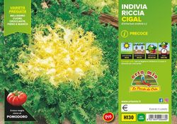 Escarola Rizada Corazon Oro Cigal 9 Plantas en Pack