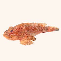 Escorpora o Cabracho.